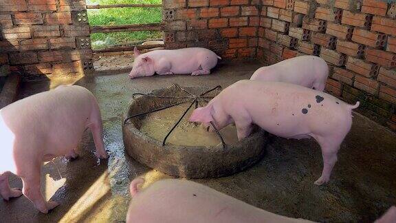 一群在食槽里吃东西或躺在猪圈里的猪