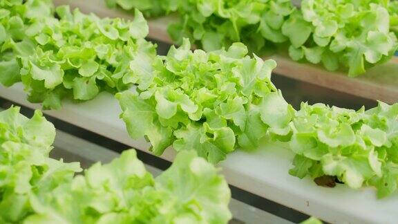 水培蔬菜收获翠绿有机水培法在大棚无土蔬菜沙拉农场的应用