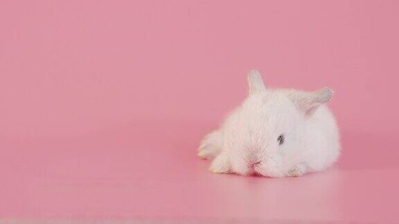 粉红色背景上的小白兔