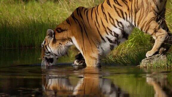 大老虎走进森林里的水里喝水