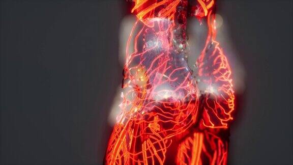 人体循环系统与心脏和血管解剖