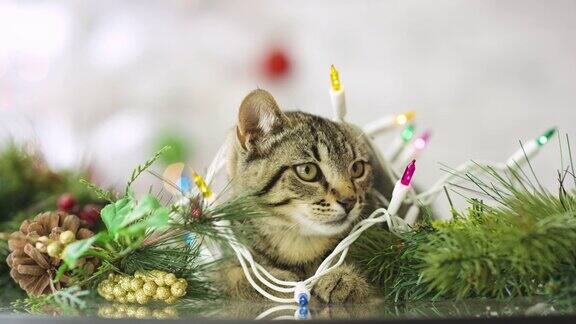 小猫被圣诞装饰包围