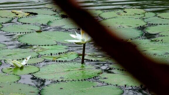 池塘跟踪镜头中的睡莲