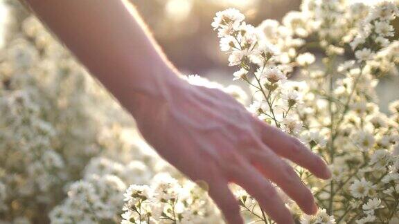 女人的手触摸着夕阳下的花