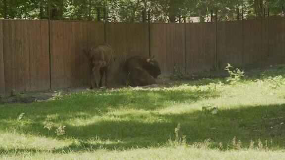 两头野牛在一片封闭的草地上吃草
