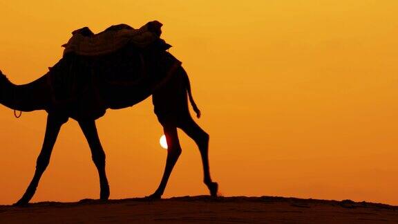 日落时分的骆驼车夫印度拉贾斯坦邦斋萨尔默尔塔尔沙漠