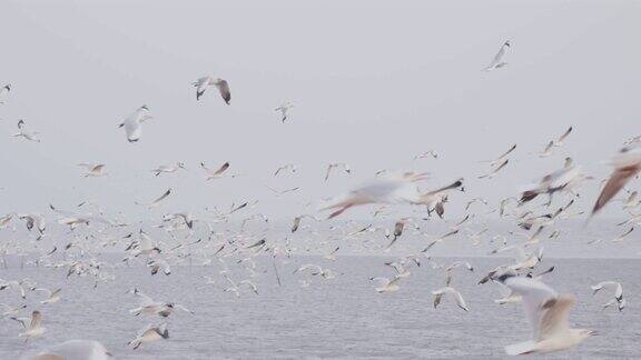 4k慢动作一大群海鸥飞过大海