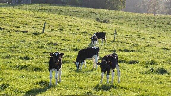奶牛养殖的奶牛