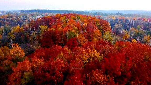 鸟瞰图:飞越美丽的秋天森林