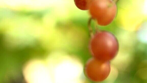4K聚焦:葡萄园里的白葡萄