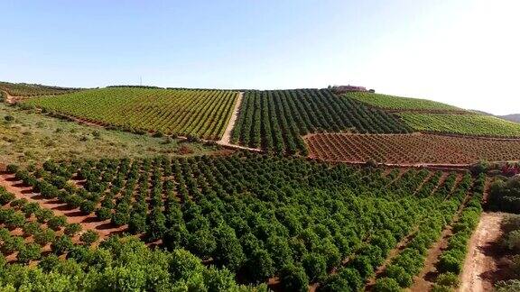 橘子树柠檬树和葡萄种植园葡萄牙南部的阿尔加维地区
