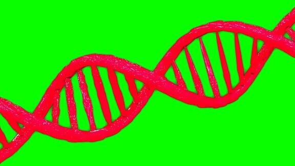 红色DNA双螺旋基因模型动画