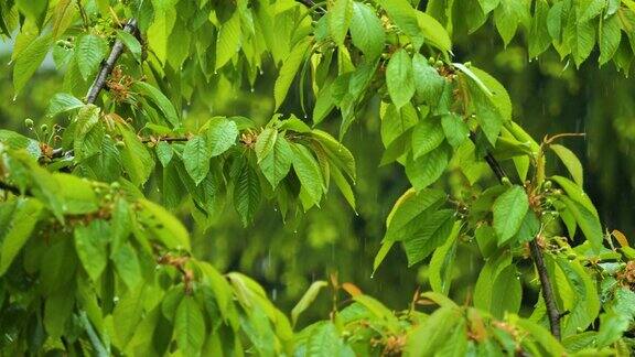 植物的绿叶因水滴而摇曳大雨期间从绿叶上滴下的雨滴慢动作大自然中的雨天和雨滴