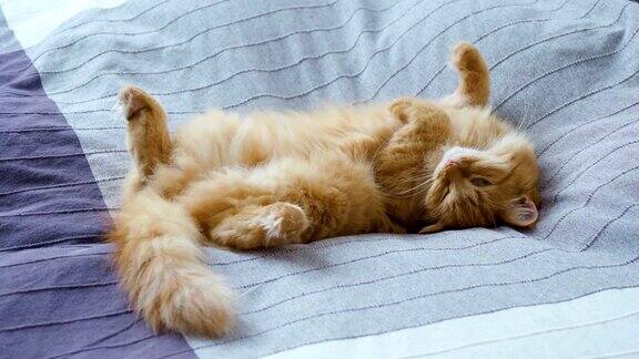 可爱的姜黄色小猫肚皮朝天地躺在床上毛茸茸的宠物要睡觉了舒适的家庭背景