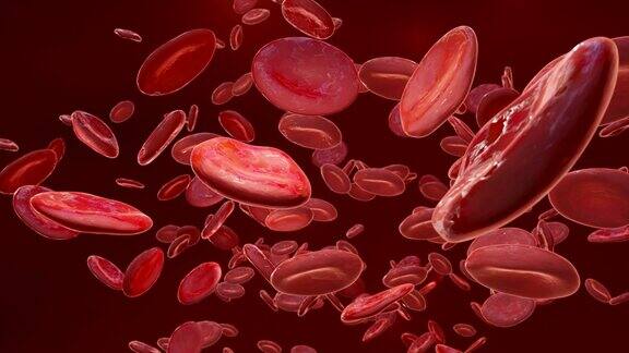 在静脉中流动的红细胞红细胞在动脉中流动解剖医学3d渲染