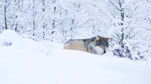 华丽的狼行走在美丽的冬季森林里