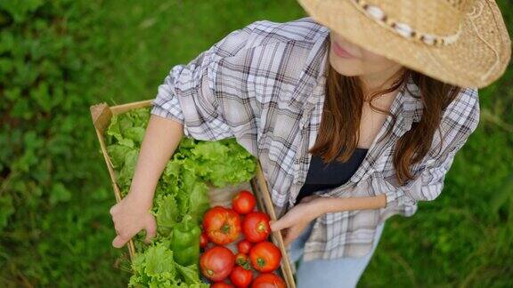 图为太阳帽地区的年轻女农民在温室中搬运木箱里的蔬菜