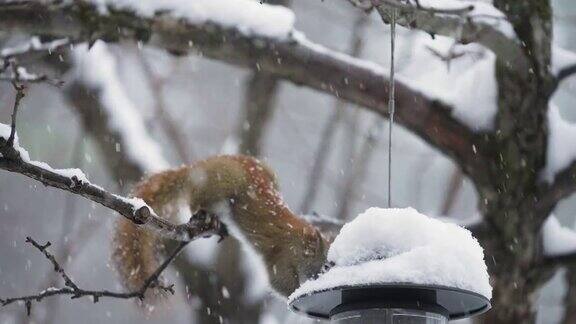 红松鼠在雪中寻找食物