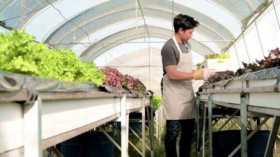 一名男性农民在沙拉农场检查新鲜蔬菜有机蔬菜在农场水培蔬菜生长在温室