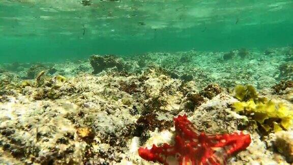 水下生活热带海洋中有海星的珊瑚礁