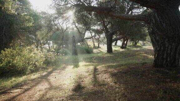 松树林的全景照片早晨的阳光透过树枝照进来