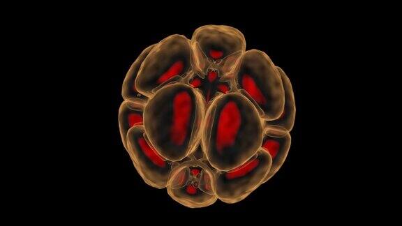 人类囊胚卵子胚胎3D