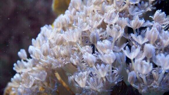 水族馆里的海葵