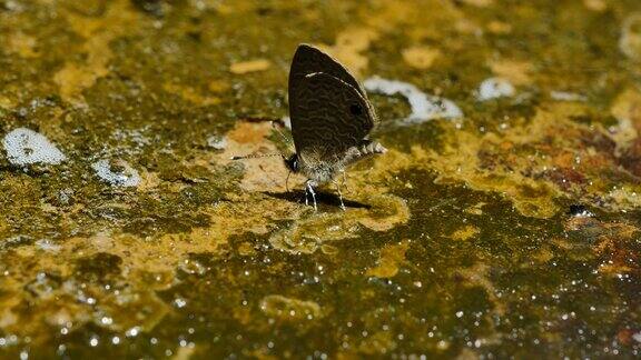 蝴蝶吸吮矿物在地上撒尿