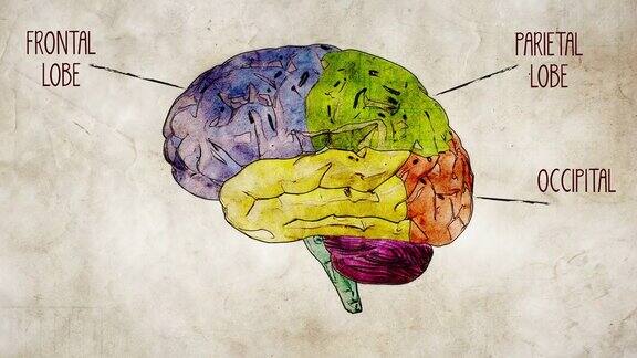人类的大脑部分