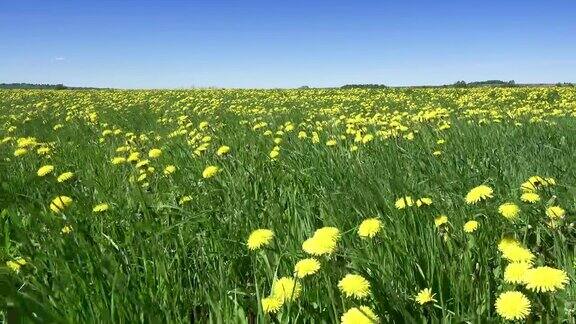夏天阳光灿烂的日子里风在田野里吹着黄色的蒲公英摄像机穿过田野