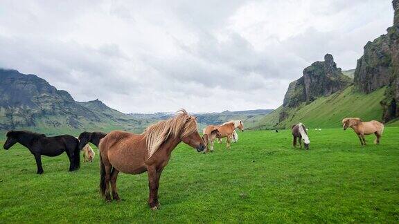 一群冰岛野马在冰岛的绿色牧场上吃草