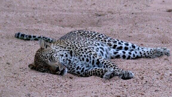 拍摄到一只豹子躺在干涸的河床上