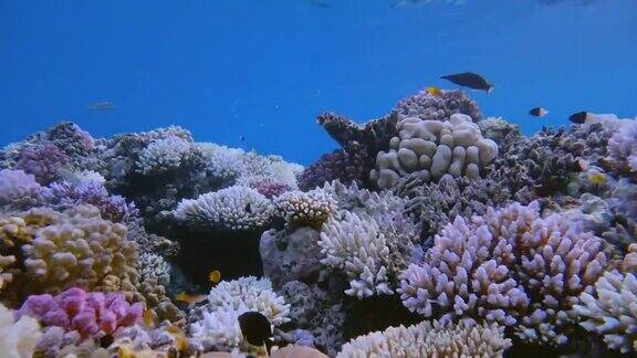 埃及马萨阿拉姆红海美丽珊瑚礁上的海洋生物
