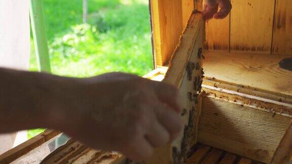 养蜂人从蜂箱中取出装有蜂蜜的巢架