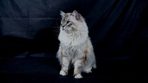 聪明毛茸茸的西伯利亚猫