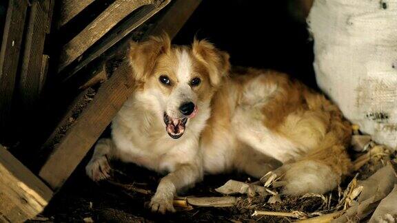 走失的狗躺在废墟里