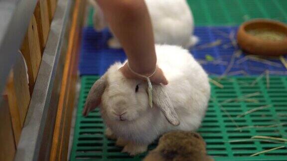 可爱的毛茸茸的白色小兔子