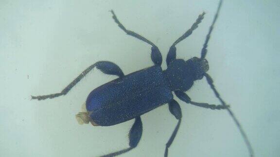 高倍放大的粗腿花甲虫在显微镜下移动