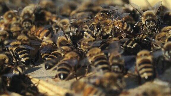 近距离观察工蜂在蜂巢