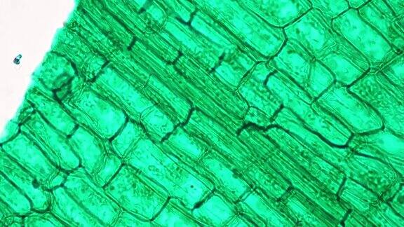 光场400倍显微镜下黄藻叶片纵剖面