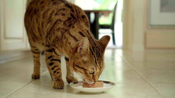 4K孟加拉猫吃罐头食品-库存视频