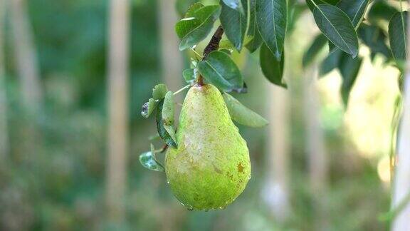树上的一个梨子