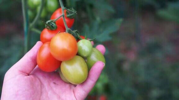 温室里的西红柿