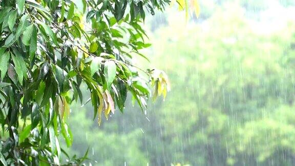 在热带森林里下雨