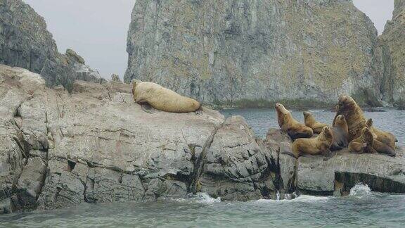 海狮一家坐在悬崖上北海的野生动物和动物