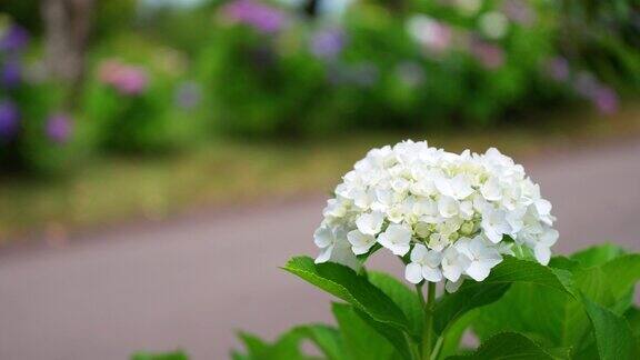 吉野公园盛开的可爱的白色绣球花