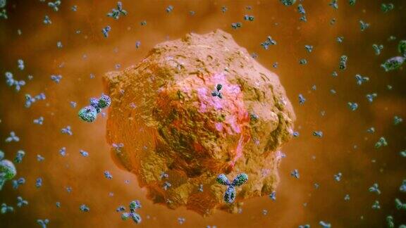 抗体攻击病毒细胞