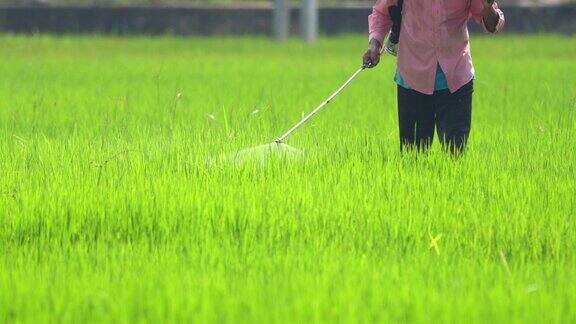 斯里兰卡农民在水稻上喷洒农药
