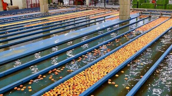 用来洗收获的苹果的水池