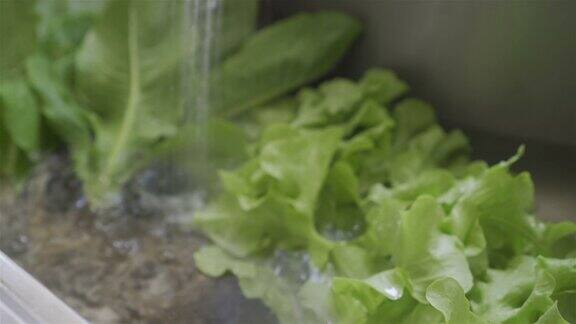 清洗有机蔬菜生菜